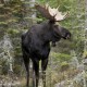 Canadian Moose