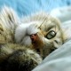 Eyes