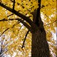 Fall