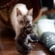 Mother & Kitten