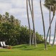 Palms