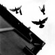 The Birds