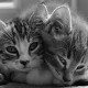 Two Cats